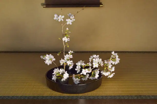 Cherry Blossoms in the Vase/Studio Shot