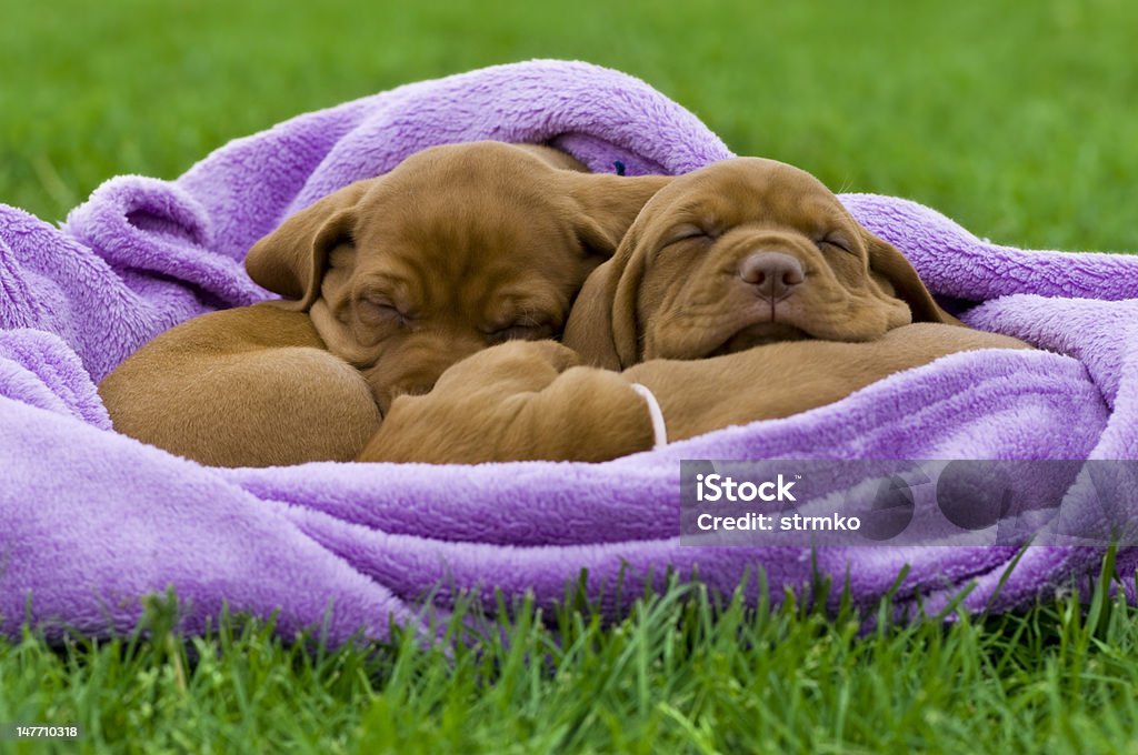 Dormire fritta II. - Foto stock royalty-free di Ambientazione esterna