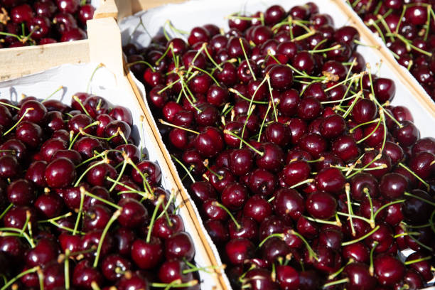 istock Crate of Black Cherries 1477104260