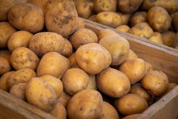 istock Crate of Potatoes 1477104277