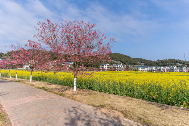 Canola flowers fields and cherry blossoms
