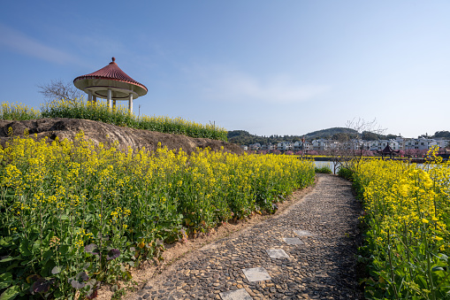 A pavilion on the edge of a rape flower field
