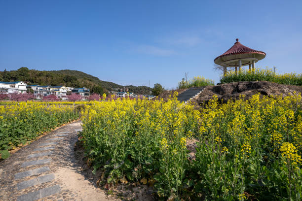 A pavilion on the edge of a rape flower field