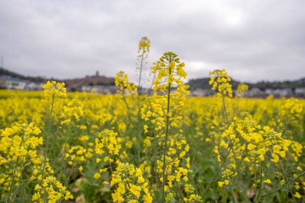 istock The golden rape flowers bloom in spring 1477105365