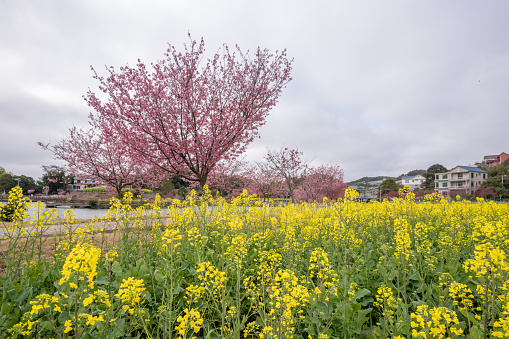 Canola flowers fields and cherry blossoms