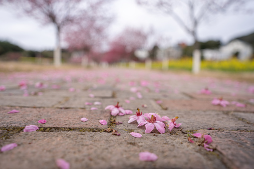 The petals of cherry blossoms falling on the ground