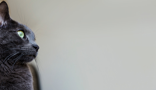 Close-up of grey cat head in profile. Panoramic image, web, banner for pet products. Healthy cats