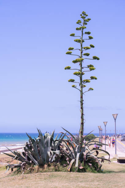 American white Agave Plant (Agave americana) in Coastal Landscape