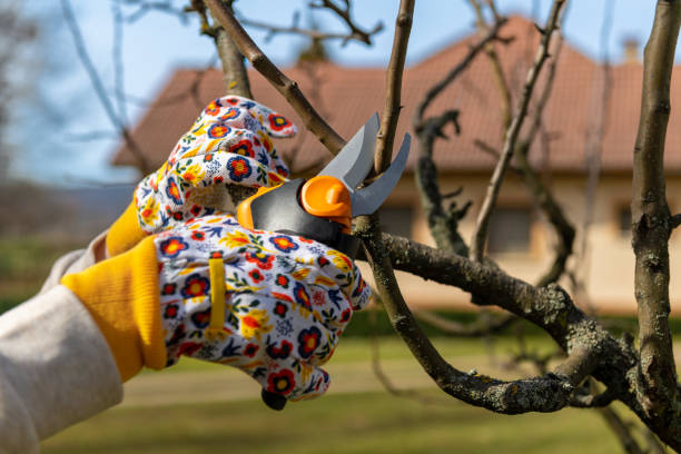 istock Unrecognizable woman pruning fruit trees. Hand with pruning shears detail. Springtime gardening jobs. 1477106753