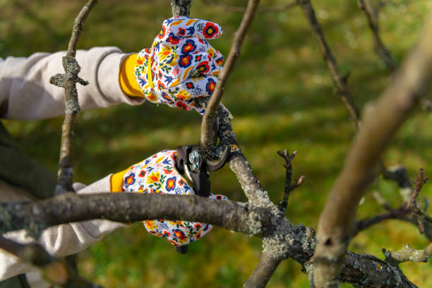 istock Unrecognizable woman pruning fruit trees. Hand with pruning shears detail. Springtime gardening jobs. 1477106802