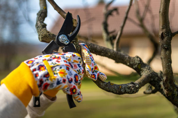 istock Unrecognizable woman pruning fruit trees. Hand with pruning shears detail. Springtime gardening jobs. 1477106826