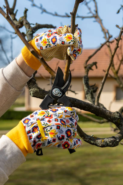 istock Unrecognizable woman pruning fruit trees. Hand with pruning shears detail. Springtime gardening jobs. 1477106854