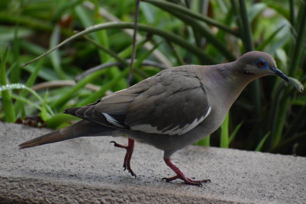 istock Portrait of a Blue Headed Dove 1477109890