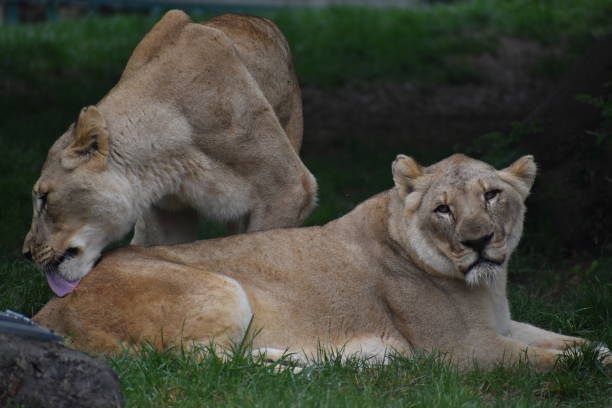 istock Portrait of a two beautiful Lionesses 1477111100