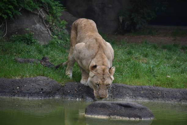 istock Portrait of a Lioness drinking at a river 1477111175