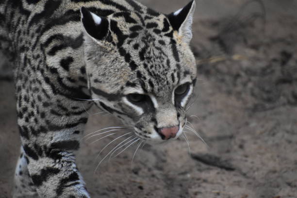 istock Portrait of an Ocelot Cat 1477111748