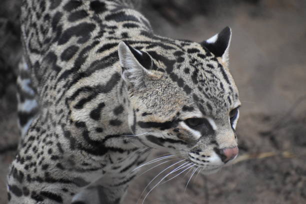 istock Portrait of an Ocelot Cat 1477111774
