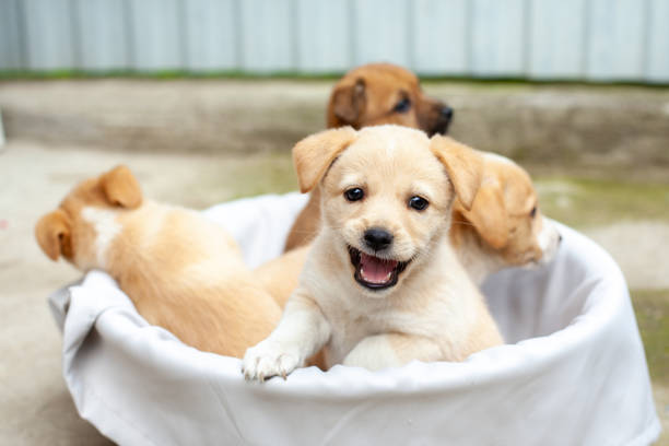 istock small cute dogs in the yard 1477112122