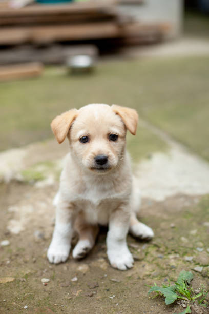 istock small cute dog in the yard 1477112291