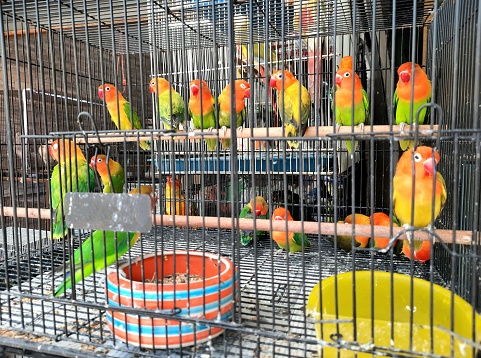 Selling Pet Birds - Bangkok Pet Market.