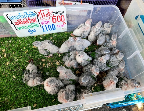Selling Pet Birds - Bangkok Pet Market.