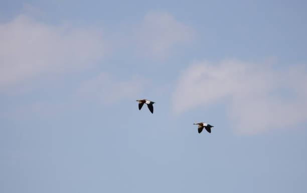 istock ruddy shelduck, duck, nature, animal, wild,beak 1477116192
