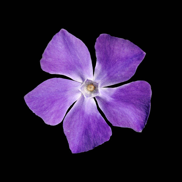 istock Periwinkle purple flower - Vinca minor, isolated on Black 147711639