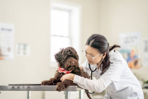 istock Listening to a Puppy's Heart 1477117648