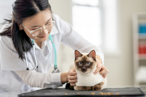 A female Veterinarian of Asian decent looks over an adult cat who has come in for a check-up.