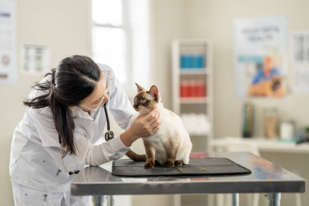 veterinario con un gato - vet domestic cat veterinary medicine stethoscope fotografías e imágenes de stock