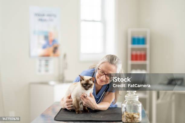 Veterinarian With A Cat Stock Photo - Download Image Now - 50-54 Years, Adult, Adults Only