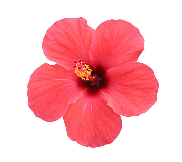 ibisco fiore isolato, percorso incluso - hibiscus single flower flower red foto e immagini stock