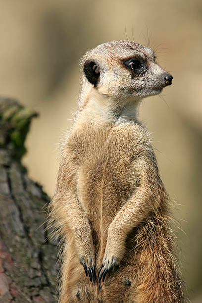 meerkat stock photo