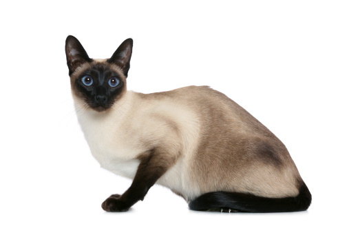 Old style seal point Siamese cat on white background