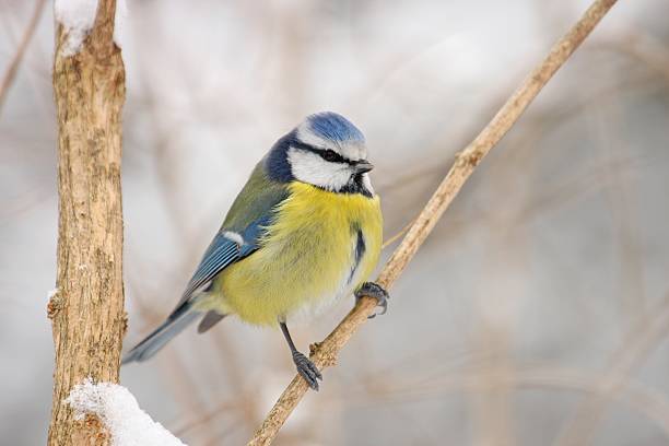 blue tit in the winter stock photo