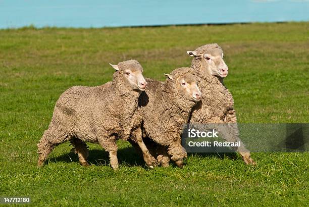 Tres Oveja Merina Corriendo En Formación Foto de stock y más banco de imágenes de Correr - Correr, Oveja - Mamífero ungulado, Agricultura