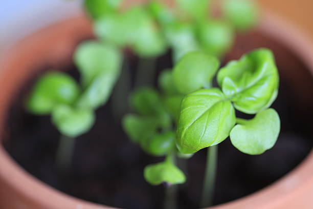 Basil Seedlings stock photo