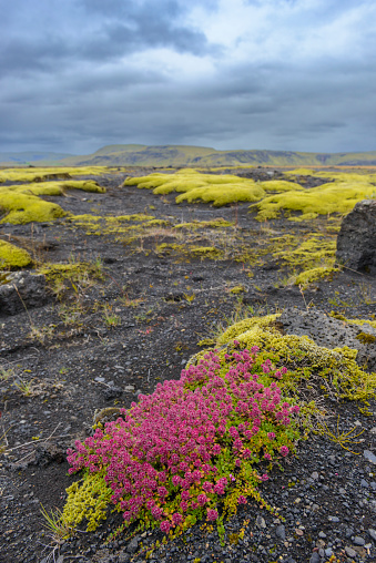 Mossy Lava Field in South central Iceland during an overcast summer day.