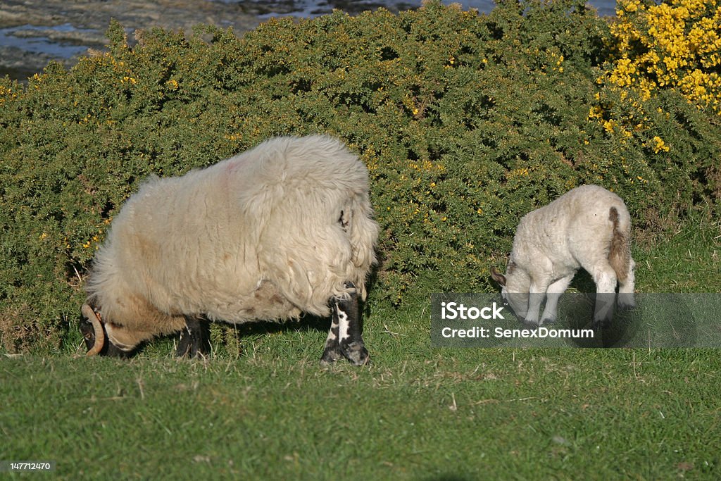 Pastoreo de ovejas y de cordero - Foto de stock de Agricultura libre de derechos