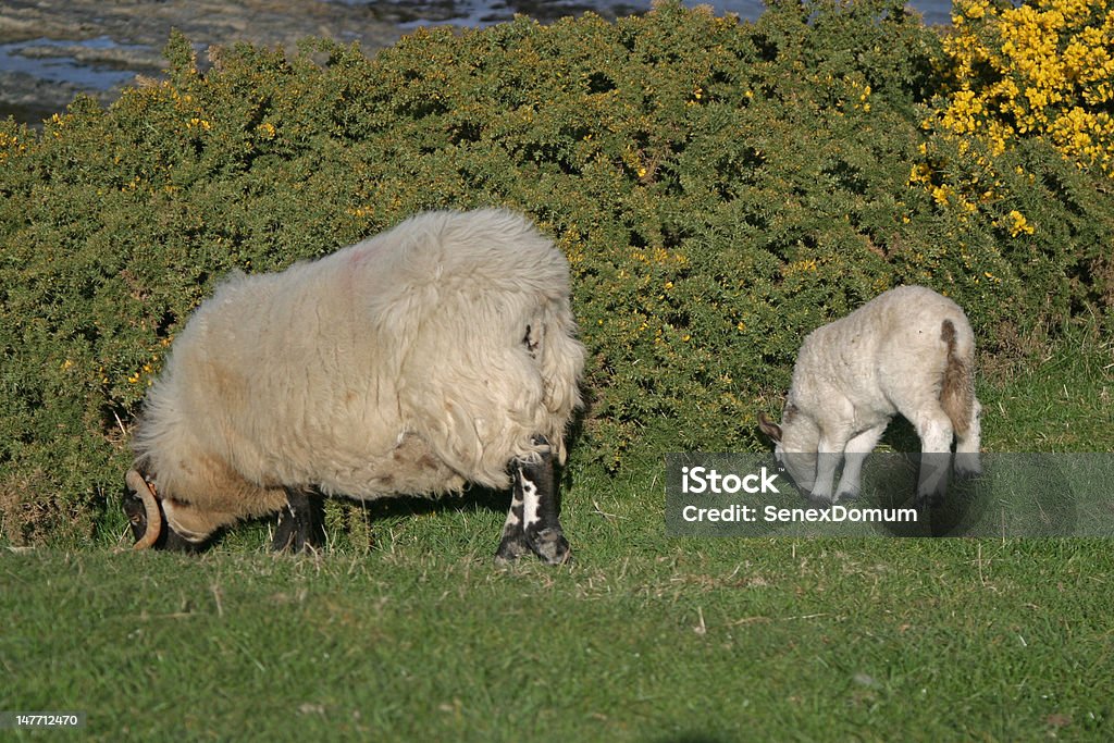 Moutons paissant et agneau - Photo de Agneau - Animal libre de droits