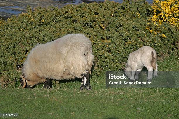 Foto de Ovelhas E Cordeiro Pastando e mais fotos de stock de Agricultura - Agricultura, Animal, Campo