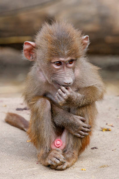 baby baboon stock photo