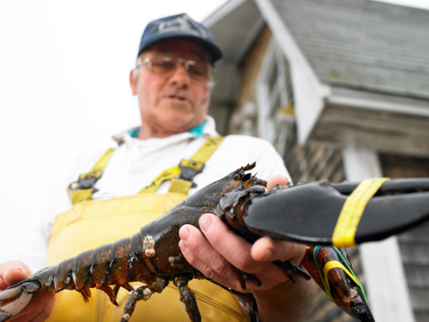 Low angle view of a middle-aged man holding a lobster with bound claws. A building can be seen in the background. Horizontal shot.