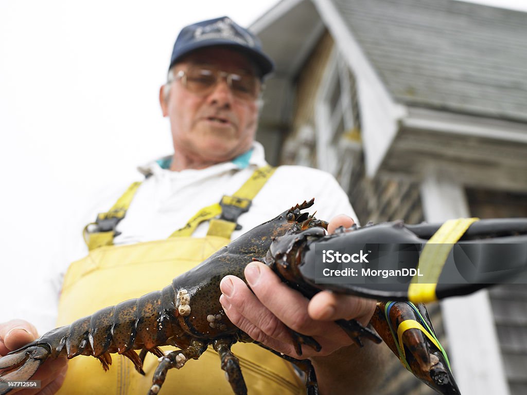 Man Holding Lobster Low angle view of a middle-aged man holding a lobster with bound claws. A building can be seen in the background. Horizontal shot. Lobsterman Stock Photo