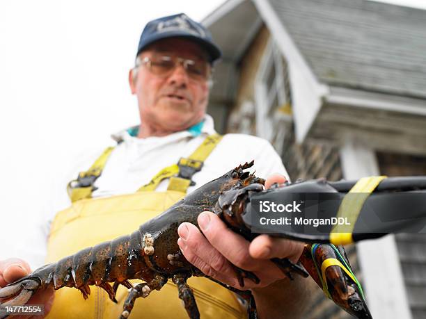Man Holding Lobster Stock Photo - Download Image Now - Lobsterman, Lobster - Animal, Fisherman
