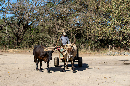 Oxen pulling a cart beside the Rio Corobici in Costa Rica. They are bringing volcanic river sand for use in the construction industry.  Their tender is riding on the cart.