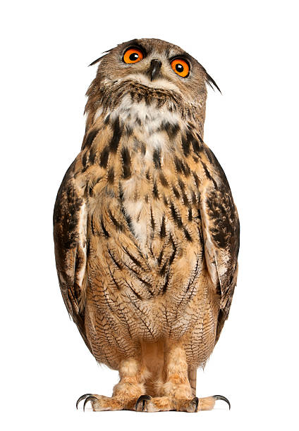 istock Eurasian Eagle-Owl, standing in front of white background 147712797