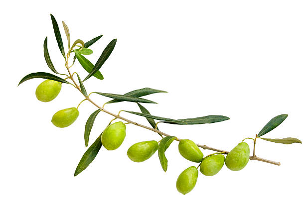 istock branch of green olives 147712830