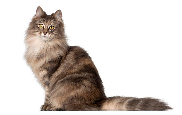istock Norwegian Forest Cat, 1 and a half years old, sitting 147712899