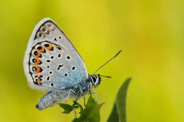 istock Butterfly on the leaves.  Polyommatus icarus. 147713034